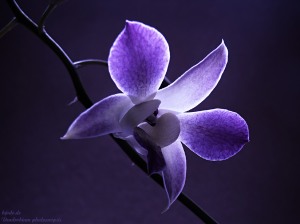 flower-purple-image-hd