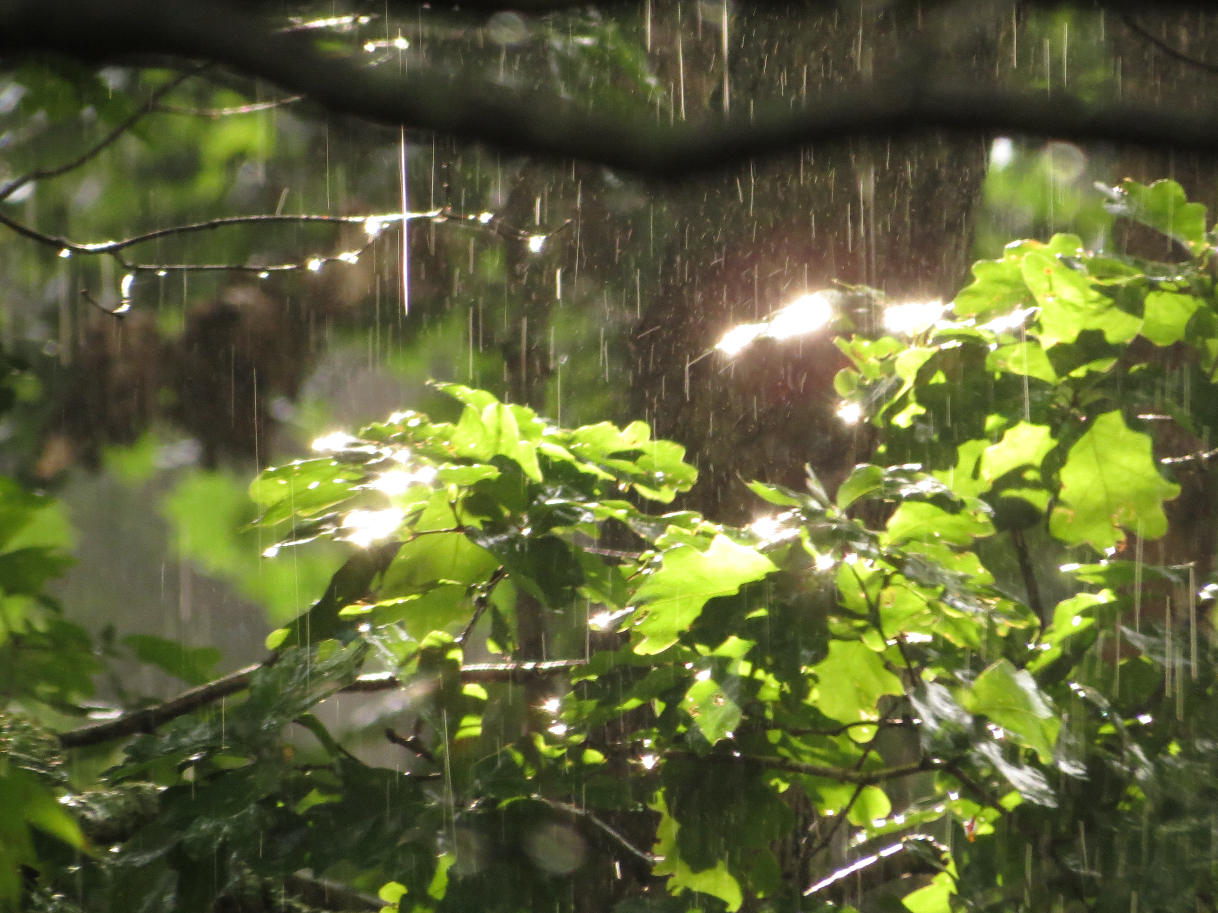 Дождь в лесу описание. Дождь в лесу. Лес после дождя. Ливень в лесу. Летний дождь.