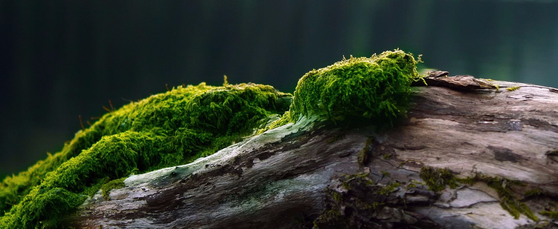 moss on log